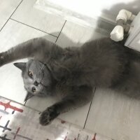 British Shorthair, Kedi  Gazoz fotoğrafı