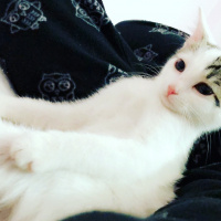 Soke, Kedi  Minnoş fotoğrafı