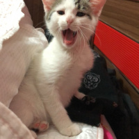 Soke, Kedi  Minnoş fotoğrafı