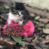 Soke, Kedi  Minnoş fotoğrafı