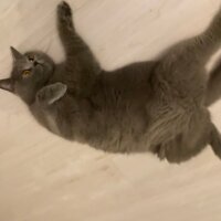 British Shorthair, Kedi  Mis fotoğrafı