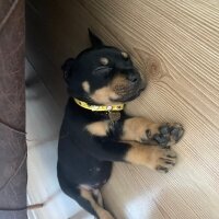 Rottweiler, Köpek  Viola fotoğrafı