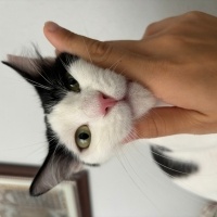 Tekir Kedi, Kedi  Leydi fotoğrafı