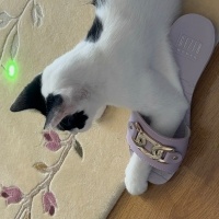 Tekir Kedi, Kedi  Leydi fotoğrafı