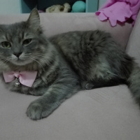 Tekir Kedi, Kedi  Mati (mathilda) fotoğrafı