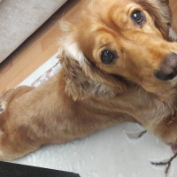 Amerikan Cocker Spaniel, Köpek  Oscar fotoğrafı