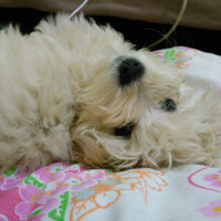 Maltese, Köpek  lesie fotoğrafı