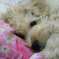 Maltese, Köpek  lesie fotoğrafı