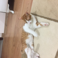 Tekir Kedi, Kedi  Sezar fotoğrafı