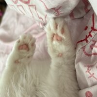 British Longhair, Kedi  Lily fotoğrafı