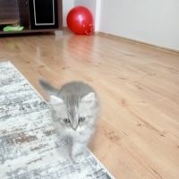 British Longhair, Kedi  Boncuk fotoğrafı