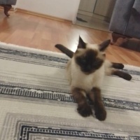 Brazilian Shorthair, Kedi  Minnoş fotoğrafı