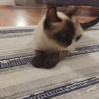 Brazilian Shorthair, Kedi  Minnoş fotoğrafı