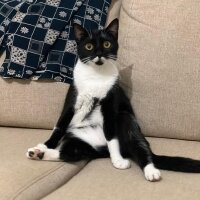 Tuxedo (Smokin) Kedi, Kedi  Karam fotoğrafı