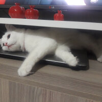 Ankara Kedisi, Kedi  Mila fotoğrafı