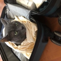 Korat, Kedi  Bazalt fotoğrafı