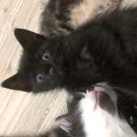 Tekir Kedi, Kedi  İki küçük kedi fotoğrafı