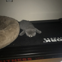Scottish Fold, Kedi  Aliş  fotoğrafı
