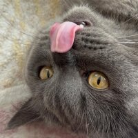 British Shorthair, Kedi  Hurma fotoğrafı