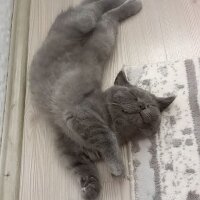 British Shorthair, Kedi  Hurma fotoğrafı