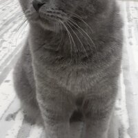 British Shorthair, Kedi  Hurma fotoğrafı