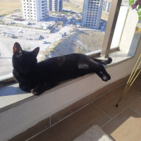 Bombay, Kedi  Zeytin fotoğrafı