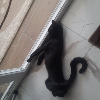 Bombay, Kedi  Zeytin fotoğrafı