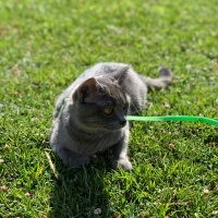 British Shorthair, Kedi  Suzi fotoğrafı