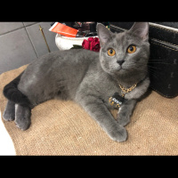 British Shorthair, Kedi  Suzi fotoğrafı