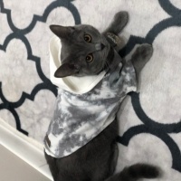 British Shorthair, Kedi  Suzi fotoğrafı