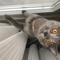 British Shorthair, Kedi  Suzi fotoğrafı