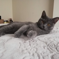 British Shorthair, Kedi  Suzi fotoğrafı