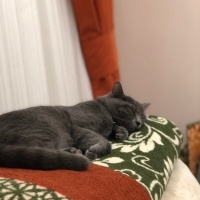 British Shorthair, Kedi  Suzi fotoğrafı