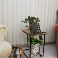 British Shorthair, Kedi  Suzi fotoğrafı