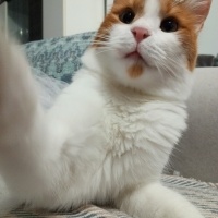 Sarman, Kedi  Haruki Simba fotoğrafı