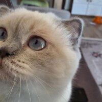 Scottish Fold, Kedi  Tombiik fotoğrafı