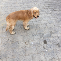 Amerikan Cocker Spaniel, Köpek  kral fotoğrafı