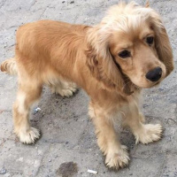 Amerikan Cocker Spaniel, Köpek  kral fotoğrafı