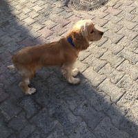 Amerikan Cocker Spaniel, Köpek  kral fotoğrafı