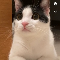 Tekir Kedi, Kedi  Mia fotoğrafı