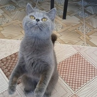 British Shorthair, Kedi  Bihter fotoğrafı