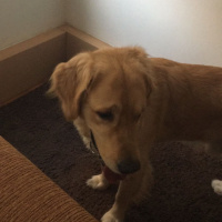 Golden Retriever, Köpek  Gold fotoğrafı