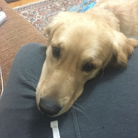 Golden Retriever, Köpek  Gold fotoğrafı
