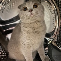 Scottish Fold, Kedi  Mia fotoğrafı