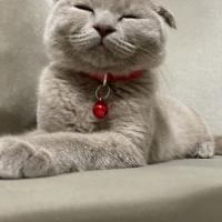 Scottish Fold, Kedi  Mia fotoğrafı