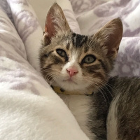Tekir Kedi, Kedi  Leyla  fotoğrafı
