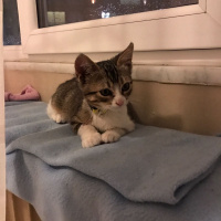Tekir Kedi, Kedi  Leyla  fotoğrafı