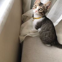 Tekir Kedi, Kedi  Leyla  fotoğrafı