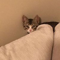 Tekir Kedi, Kedi  Leyla  fotoğrafı
