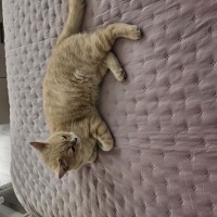 British Shorthair, Kedi  Poncik fotoğrafı